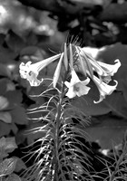 IMG_0428 -4BW