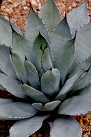 IMG_0047 Agave