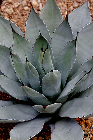 IMG_0047 Agave