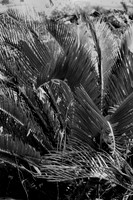 IMG_0020-4BW