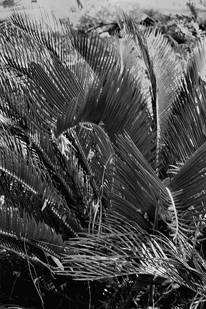 IMG_0020-4BW