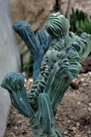 Cabbage Cactus-4